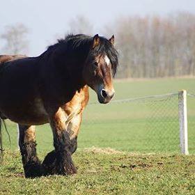 Ardennes Heavy Horse